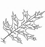 Leaf Oak Coloring Template Drawing Line Pages Leaves Getdrawings sketch template