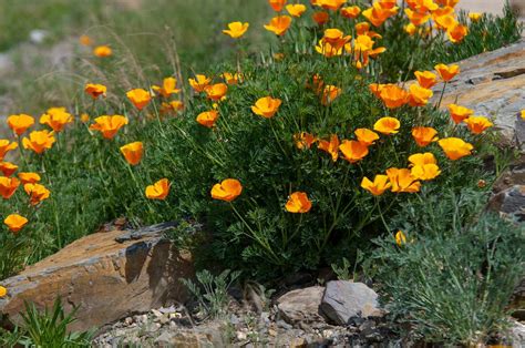 california poppy plant care growing guide