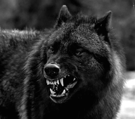angry black wolf nature photography makeup quotes light art aesthetic forest beauty