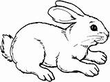 Bunny Animals Coloring Pages Rabbit Drawing Colouring Hasen Ausmalbilder Printable Kids Wildlife Winter Adult sketch template