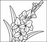 Gladiolus Coloring Flower Flowers Drawing Pages Clip Clipart Coloritbynumbers Printable Drawings Color Outline Gladioli Birth August Tattoo Printables Embroidery Para sketch template
