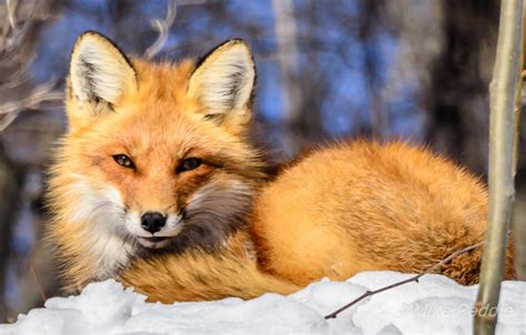 1 red fox photo by mike peddie parry sound on