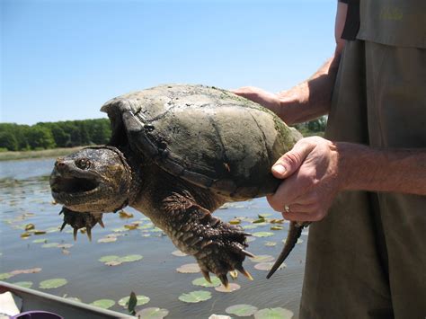 researchers find heavy metals  michigan turtles michigan radio