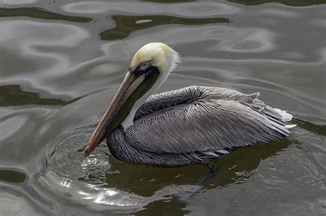 pelicans pelican images pixabay