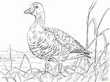 Coloring Goose Pages Canadian Drawing Geese Greater Printable Animals Supercoloring Main Print Arctic Taiga Animal Tundra Skip Getdrawings Categories sketch template