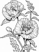 Poppy Coloring Flower Pages Drawing Poppies Colouring Drawings Color Realistic Printable Flowers Outline California Sheets Adult Line Beautiful Wild Print sketch template