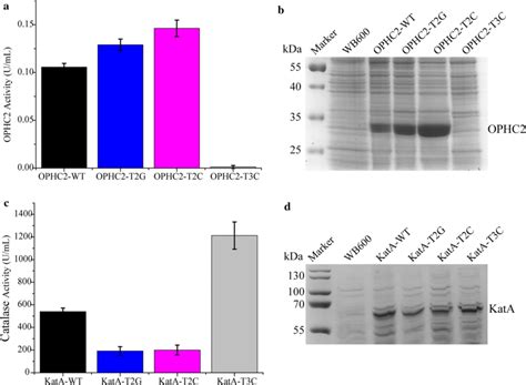 Expression Of Organophosphorus Hydrolase Ophc2 And Catalase Kata In The