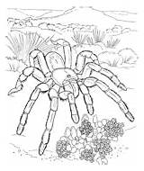 Coloring Desert Pages Tarantula Biome Animals Printable Outline Clipart Print Color Goliath Supercoloring Clipground Kids Spiders sketch template