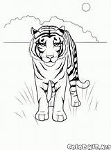 Salvajes Desierto Tigre sketch template