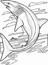 Shark Coloring Pages Sharks Jumping Water sketch template