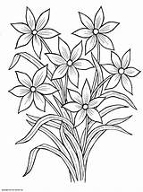 Blumenstrauss Narcissus Malvorlagen Designlooter Tulip sketch template