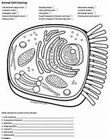 Cell Animal Coloring Key Answer Worksheet Color Biologycorner Answers Cells Membrane Diagram Quizlet Typical Worksheets Ribosomes Pages Drawing Template Tpt sketch template