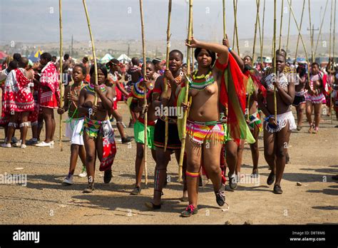 zulu maidens deliver reed sticks to the king zulu reed dance at stock