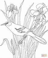 Bird State Flower Mockingbird Coloring Pages Tennessee Iris Printable Birds Bluebonnet Drawing Drawings Flowers Kids Sheets Pencil 1011 Blue Patterns sketch template