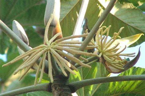 Cecropia Species