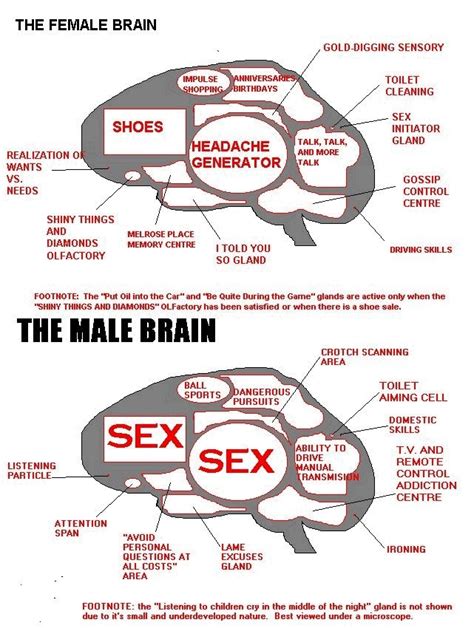 Hitch Brain Function Male Vs Female