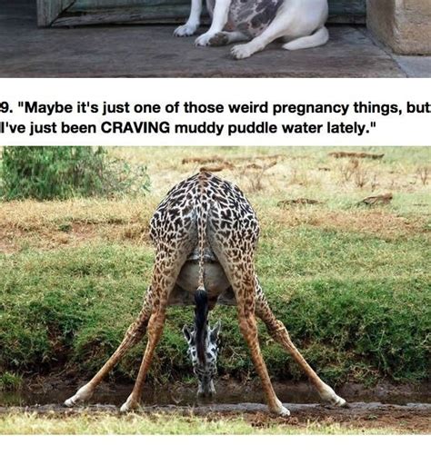 pregnant animals
