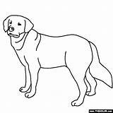 Retriever Coloring Golden Pages Dog Lab Labrador Drawing Puppy Color Dogs Line Realistic Printable Chocolate Yellow Print Getdrawings Thecolor Popular sketch template