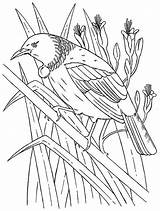 Tui Zealand Bird Maori Kereru Mandala Printablecolouringpages Designlooter sketch template