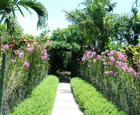 plants  tropical gardens