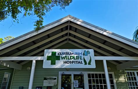 official opening  currumbin wildlife hospital extension