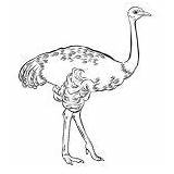 Ostrich Coloring Letter Kids sketch template