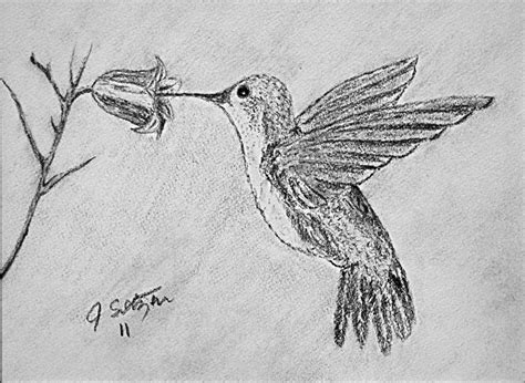Hungry Hummingbird Drawing By Jason Sotzen