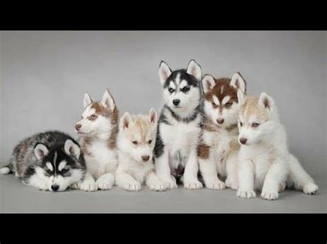 pure breed siberian husky puppy availablewith certificateinterested