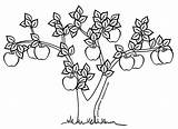 Pohon Apel Mewarnai Psikotes Menggambar Mangga Contoh Mengerjakan Buah Hitam Anggur Baum sketch template