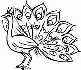 Latin Coloring Pages Getdrawings Peacock sketch template