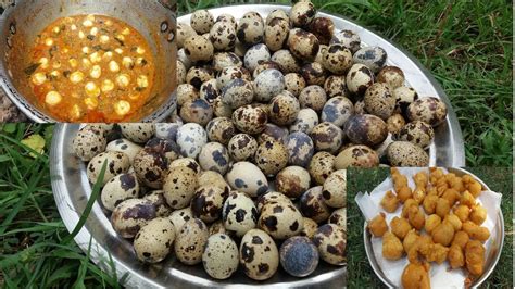 Cooking 120 Quail Eggs In My Village 2 Varieties Village Food
