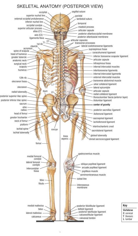 anatomy bones learning koibanainfo human skeleton anatomy anatomy