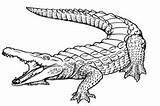 Coloring Crocodile Alligator Drawing Pages Kids Printable Baby Outline Caiman Print Line American Sketch Drawings Alligators Color Crocodiles Nile Pencil sketch template