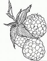 Raspberry Fruit sketch template
