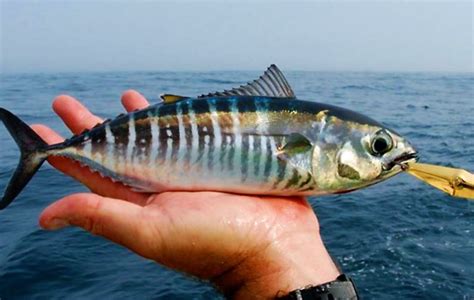 aug  juvenile bluefin tuna present  gibraltar waters  gibraltar tv ygtv