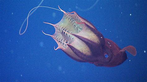 vampire squid are sea s garbage disposals fox news