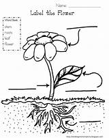 Plant Plants Blank Fill Labeling Flower Coloring sketch template