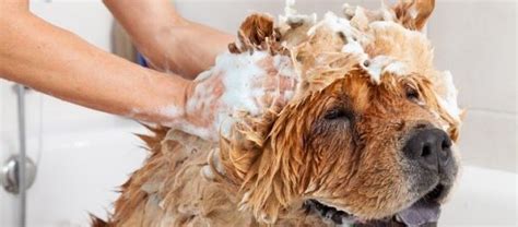 Hund Oder Katze Duschen Wann Und Wie Geht Es Richtig