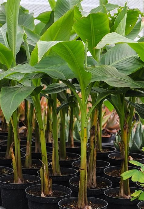 top  tips  growing banana trees  pots