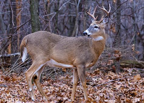 confessions   deer hunter
