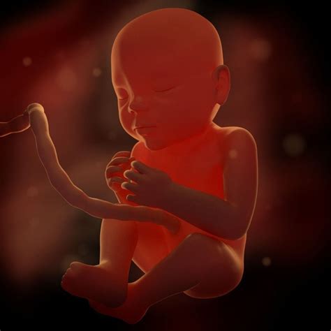 prenatal baby  model cgtrader