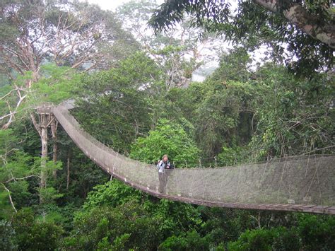 ways canopy walkways  save  planet tree foundation