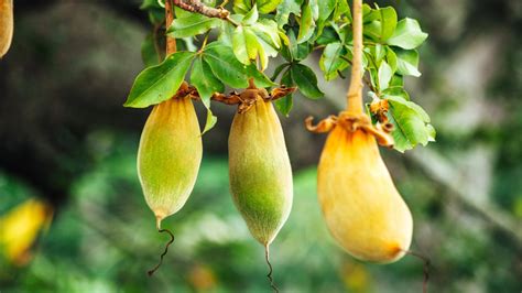 baobab die frucht vom affenbrotbaum edeka