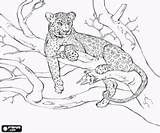 Leopard Colorir Leopardo Luipaard Drzewie Amur Colouring Katachtigen Kolorowanki Tak Lampard árvore Rusten Pantera Kolorowanka Poema Tigre Puma Cheetah Drawing sketch template