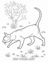 Shorthair Coloring Book Cats Animals Cat sketch template