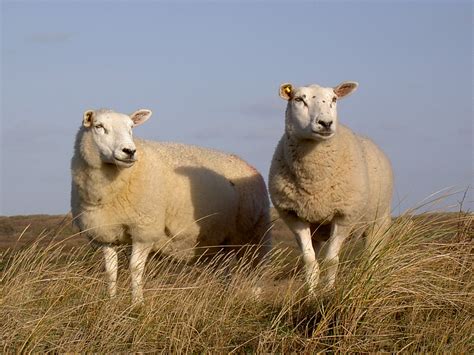 texel sheep wikiwand