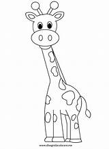 Giraffa Colorare Disegni sketch template