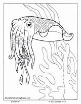 Coloring Ocean Pages Sea Cuttlefish Colouring Fish Printable Book Animal Animals Kids Sheets Realistic Seashore Au Colouringpages Books Life Drawings sketch template