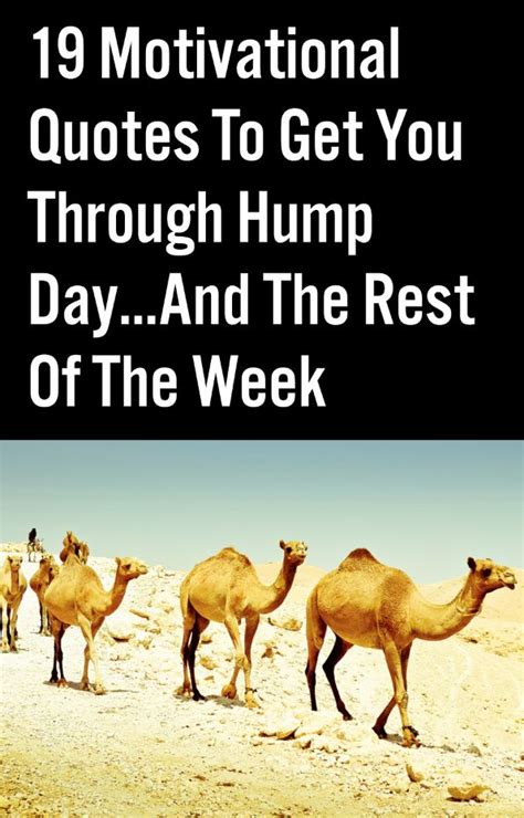 1000 Images About Hump Day On Pinterest Quotes Quotes
