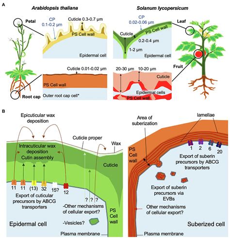 frontiers trafficking processes  secretion pathways underlying